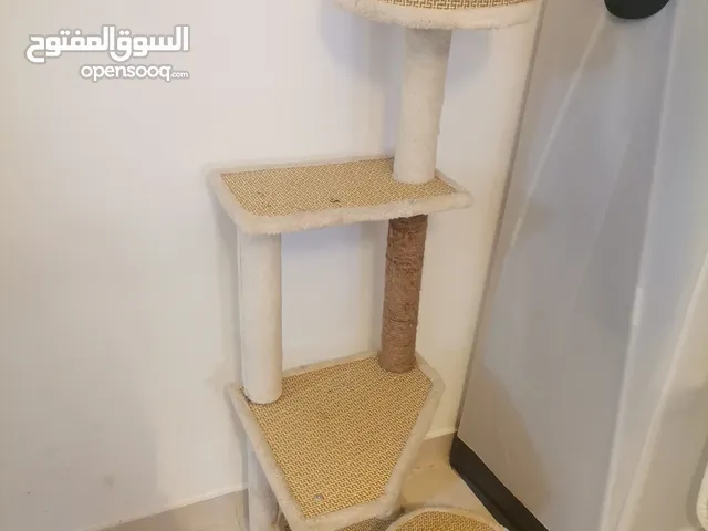 خداشة طولها 125 سنتي