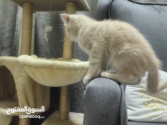 قطط للبيع سكوتش فولد و سكوتش استريت
