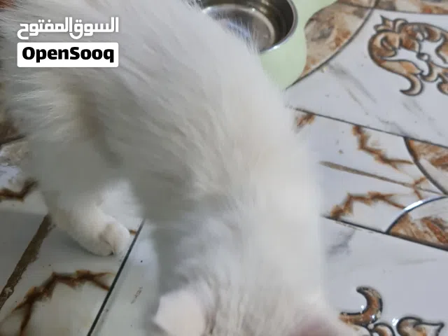 قطه ذكر صغير شيرازي مال بيت نظيف جدا