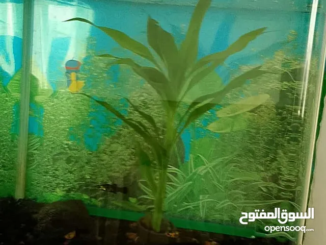 حوض اجنبي للبيع