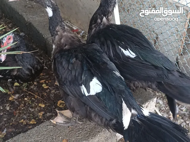 بط مصري كبير للبيع