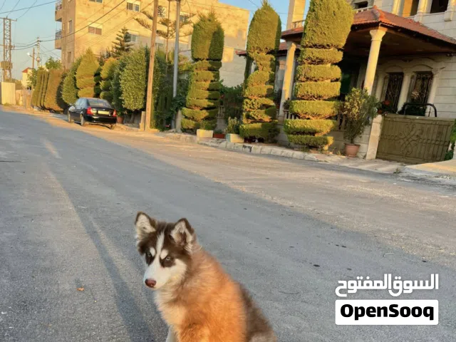 كلب هاسكي مالموت للبيع
