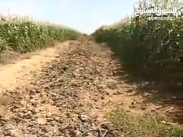 Farm Land for Sale in Zarqa Qasr al-Hallabat Al-Sharqi