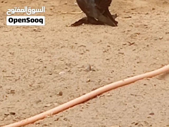 حمام روسي هزاز