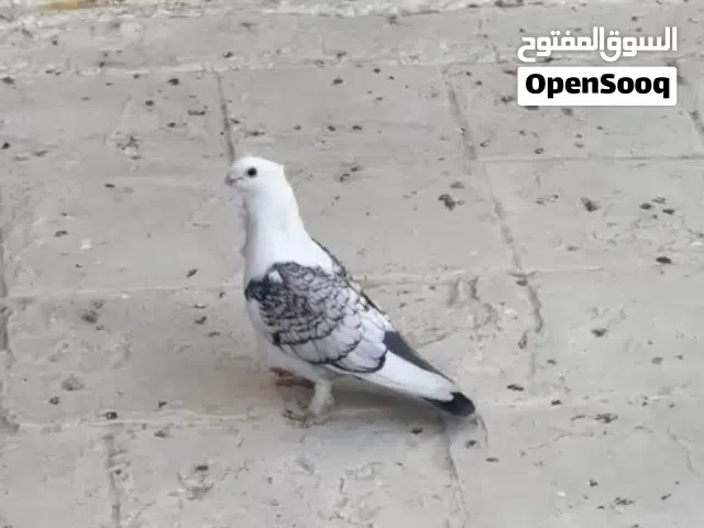 حمام زوج ارافل باسود مخاليف بالثالثه ونثيه ستلايت و طيره نثيه بخاريه لوت