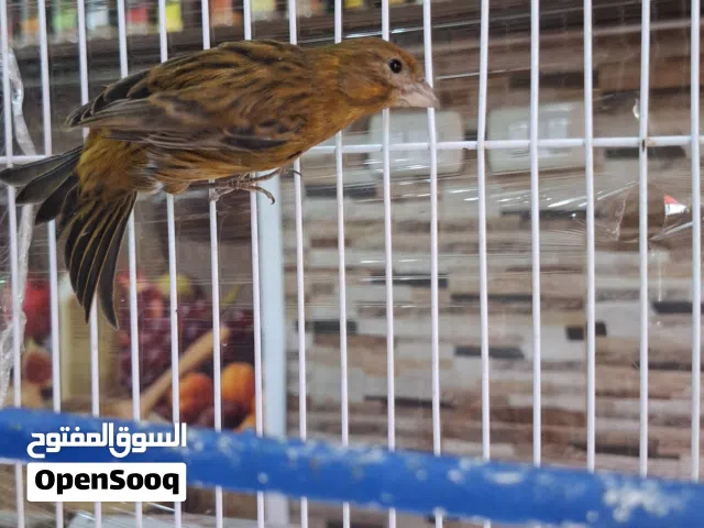 طير كنار نحاسي
