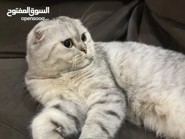 Scottish fold