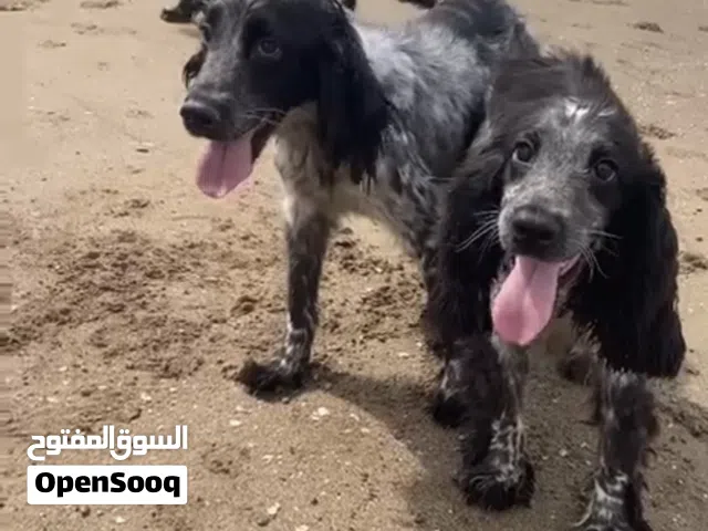 Dogs for sale