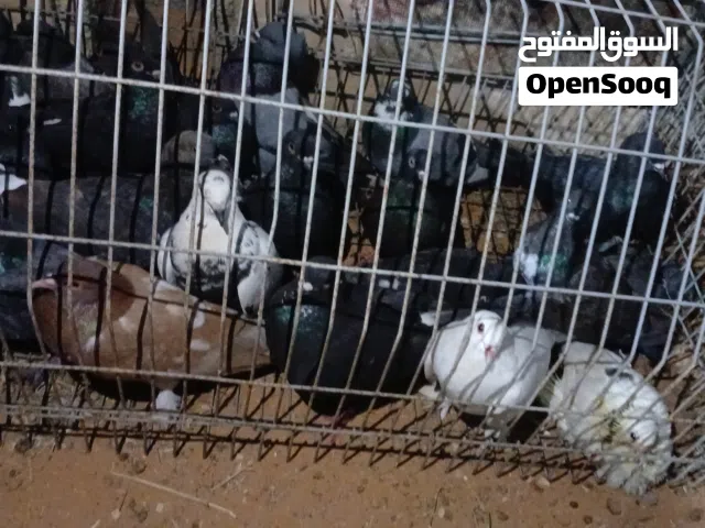 حمام عربي للبيع جمله