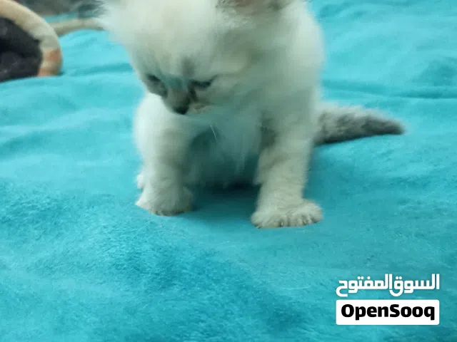 Kitten, cute, smart, 50 fix