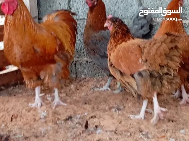 اقرا الوصف بيض