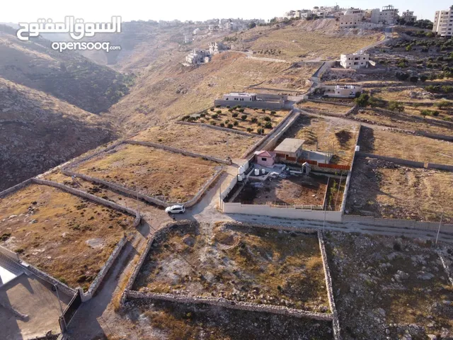 وسيم المقدسي