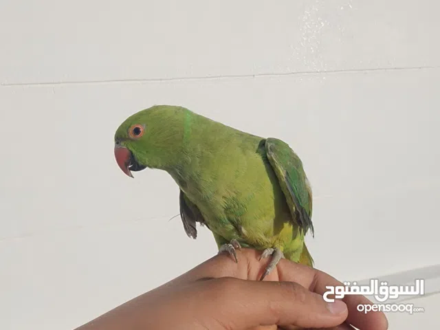 ببغاء الدرة الهندي ذكر