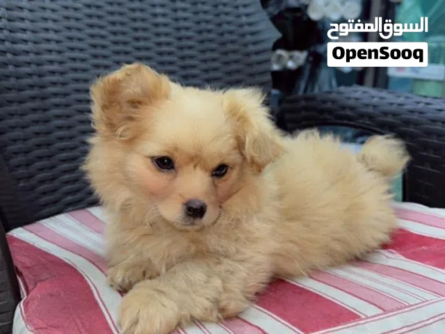 كلبه صغيره بومرينيان