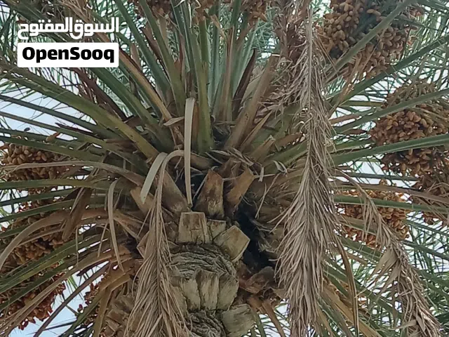 نخيل نغال للطناء في عملا عدد 8 الواحدة 10 ريال