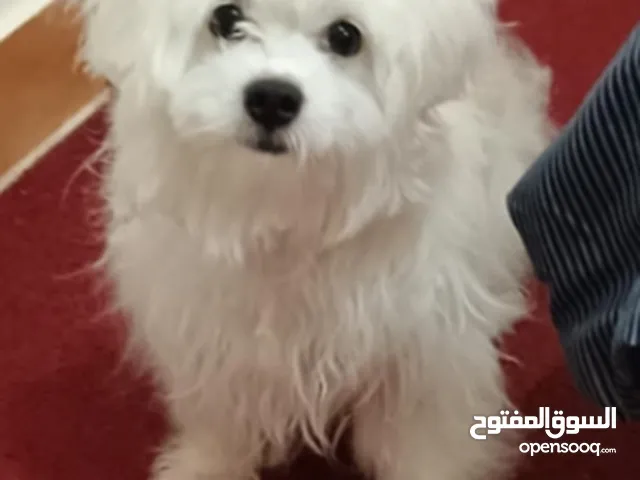 كلاب ماليتز بيور للبيع عالسوم جدة