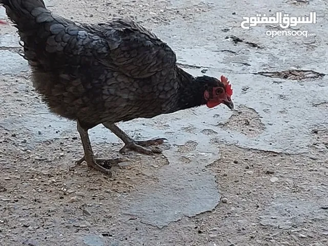 ديج ودجاجة عرب أصلية