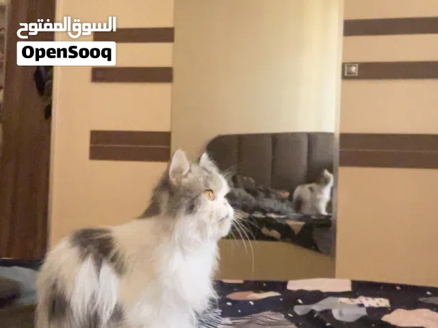 قطة شيرازي