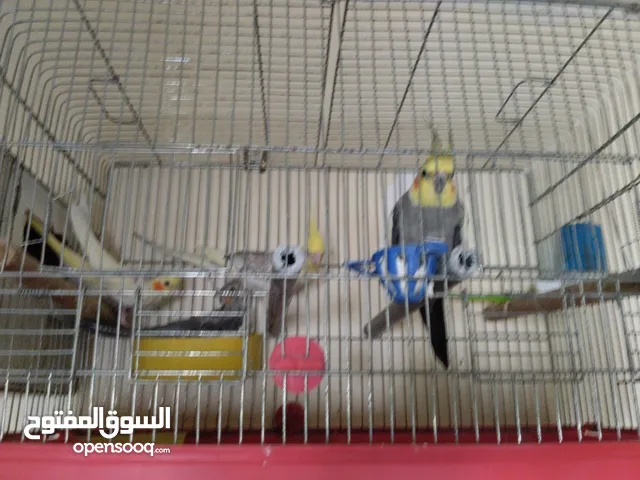 جوزين كوكتيل شغالات ميه ميه