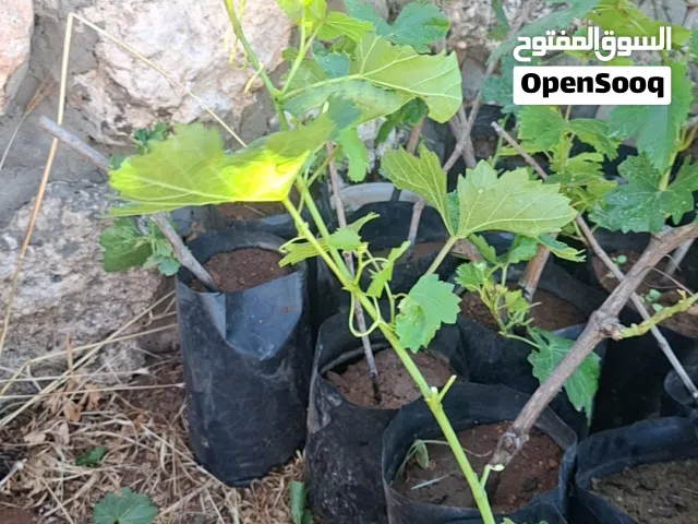 شتل عنب بلدي