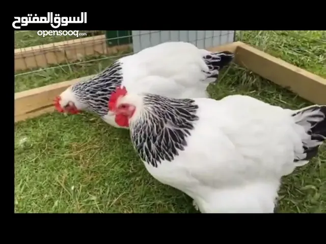 جاج بلدي بياض للبيع