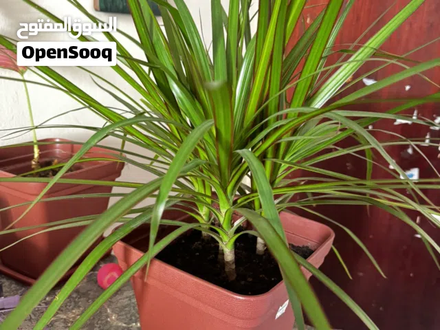 Madagascar dragon tree