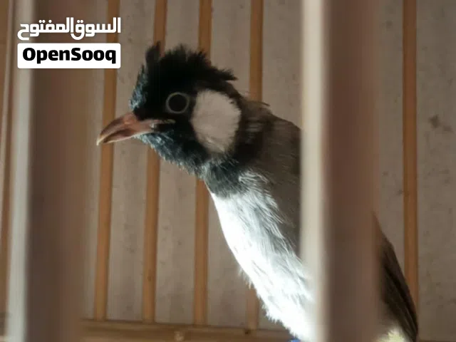 بلبل فحل اليف عمره شهر ونص للبيع بدون قفص