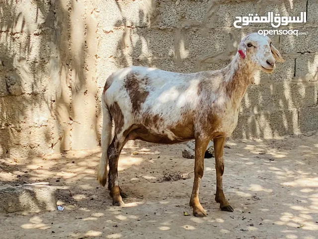 نعجه للبيع علي ميلاد