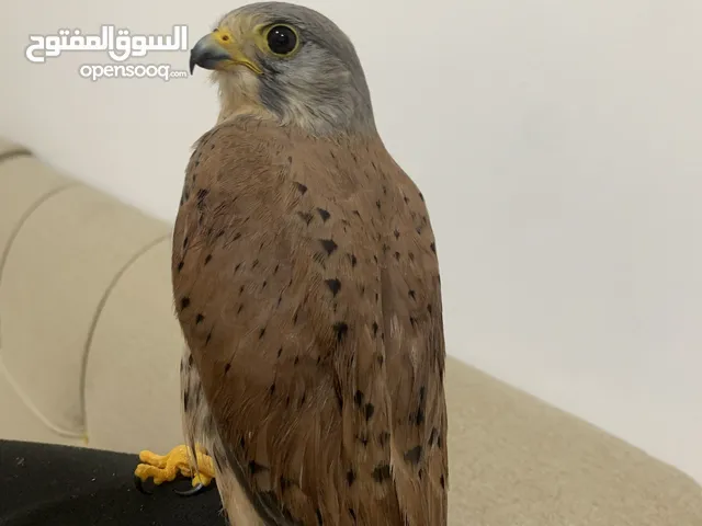 البيع شارياس اليف يهد عله حمام وفري