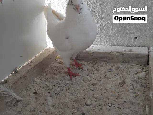 Modena pigeon (white modena)