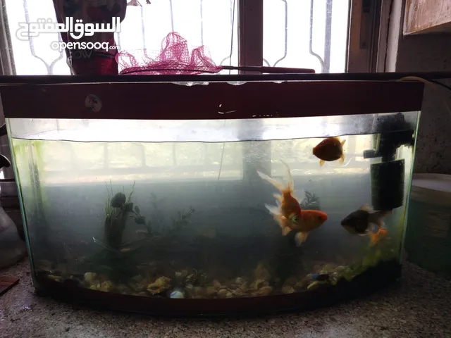 السلام عليكم متوفر حوض سمك للبيع او للبدل على اي حيوان