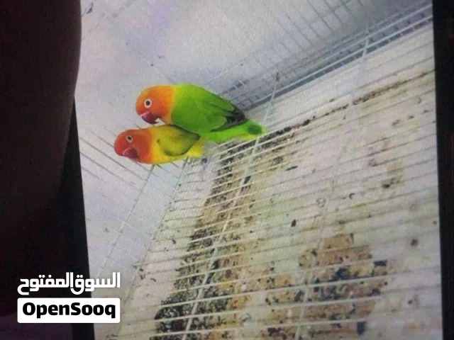 محميه غندور ابيع شلع شرط التبزير