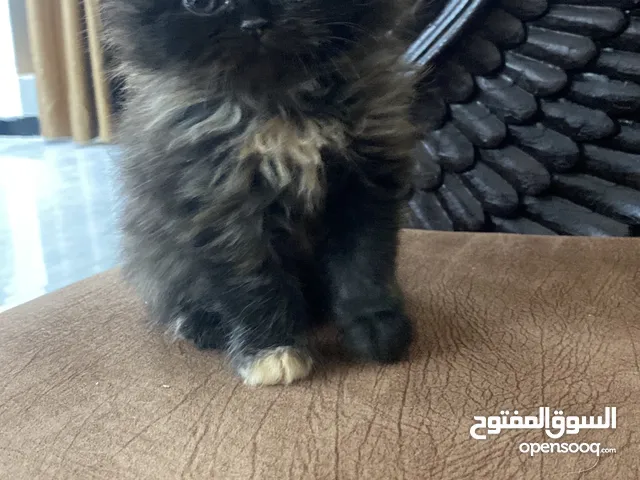 قطط للبيع بأطراف قصيرة