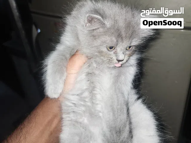 persian kitten for sale
