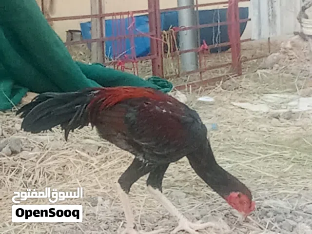 للبيع ديك باكستان