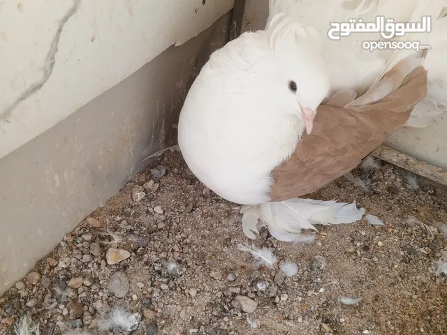 زوجين حمام فانتيل بحريني مجتف امايات