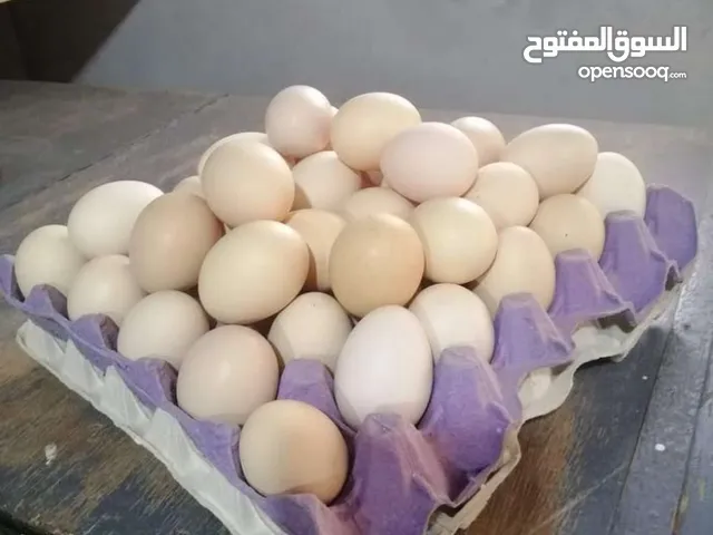 مطلوب دحي دجاج مخلط 40طبق جمله