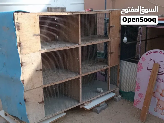 قبض طيور سته خانات6