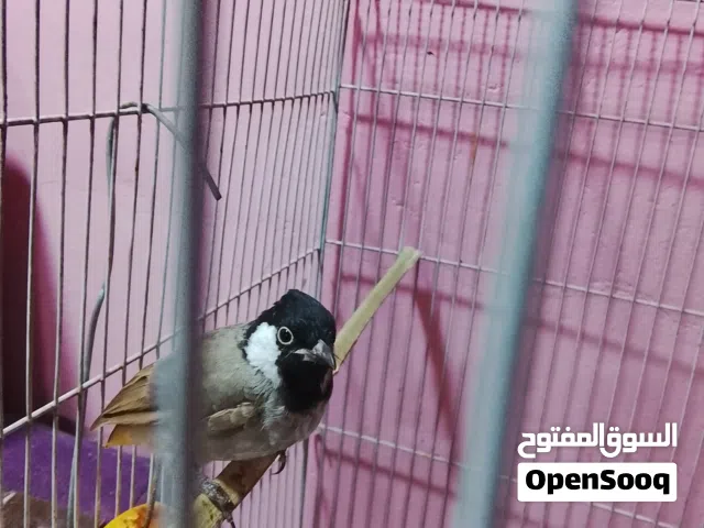 السلام عليكم بلابل ربه مخليف نثيه وذكر ريدهن سعر 125