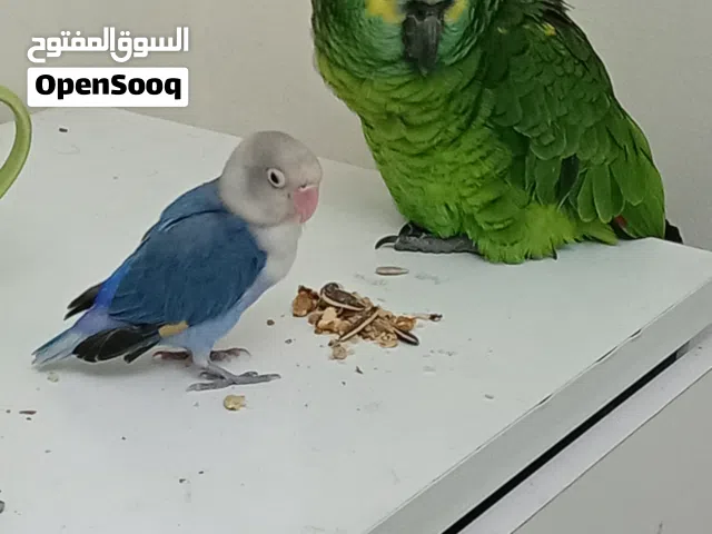 Amazon parrot