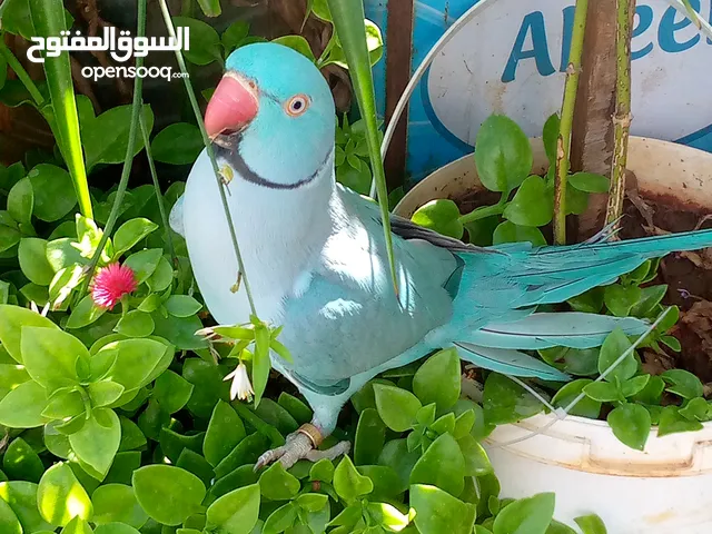 جواز كوكتيل لاتينو عين حمرا حبات ضخمة وجواز روز منتحة واشي تحته فراخ للبيع او بدل على لوري رينبو او
