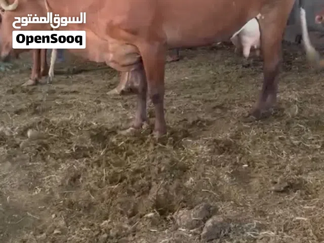 للبيع عجل وبقرة