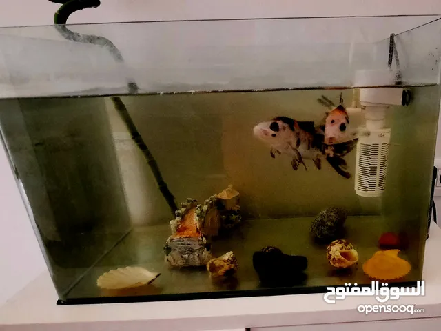 سمك كوي للبيع
