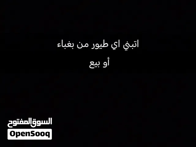 اتبني بغباء مطلوب دره بين 9 الي 8 او 10 لكن يكون اليف