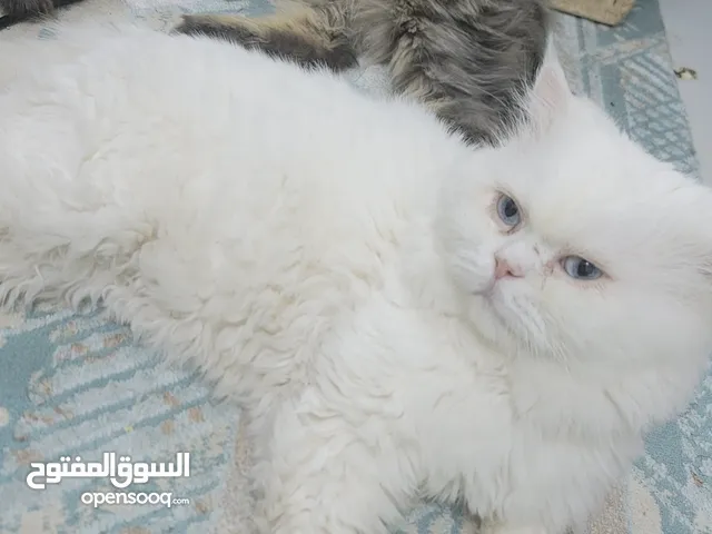 Male Persian cats for adiption قطط شيرازيه للتبني