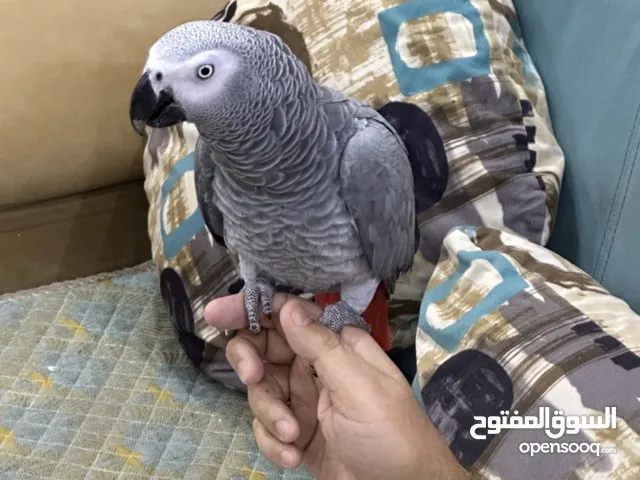 كاسكو  بري ثلجي اليف متكلم للبيع مال بيت