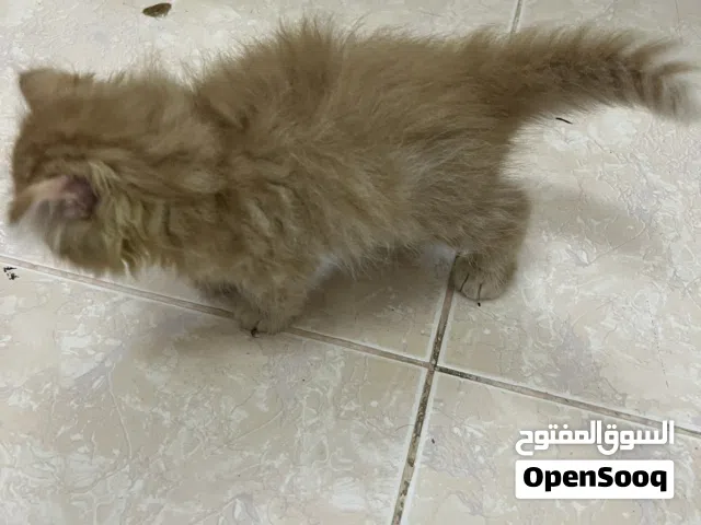 قطط شيرازي للبيع 2 إناث و احد ذكر