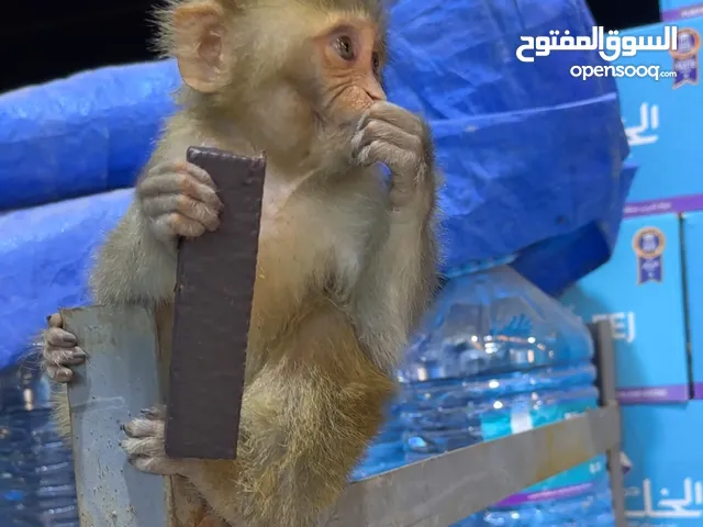 قرد للبيع يونس ونسه مو طبيعي