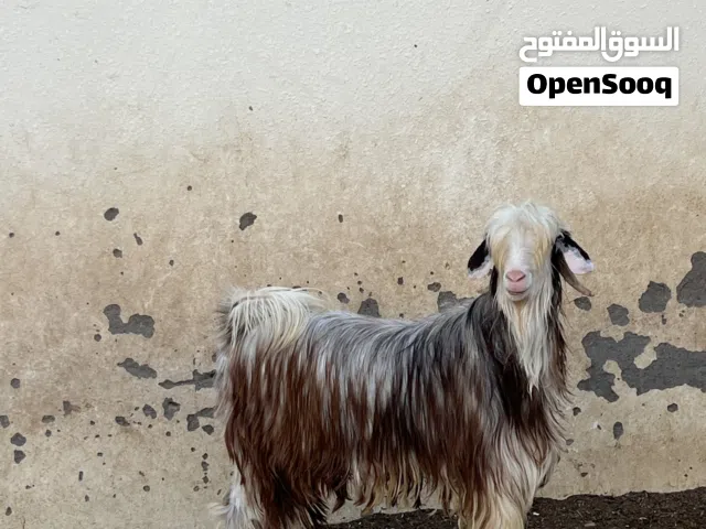 تيس رحبي