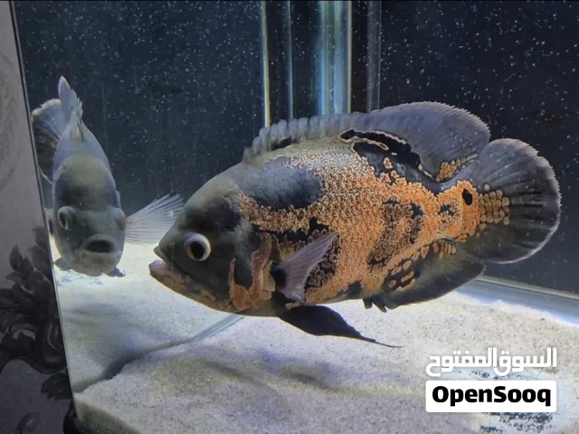 Oscar fish for sale